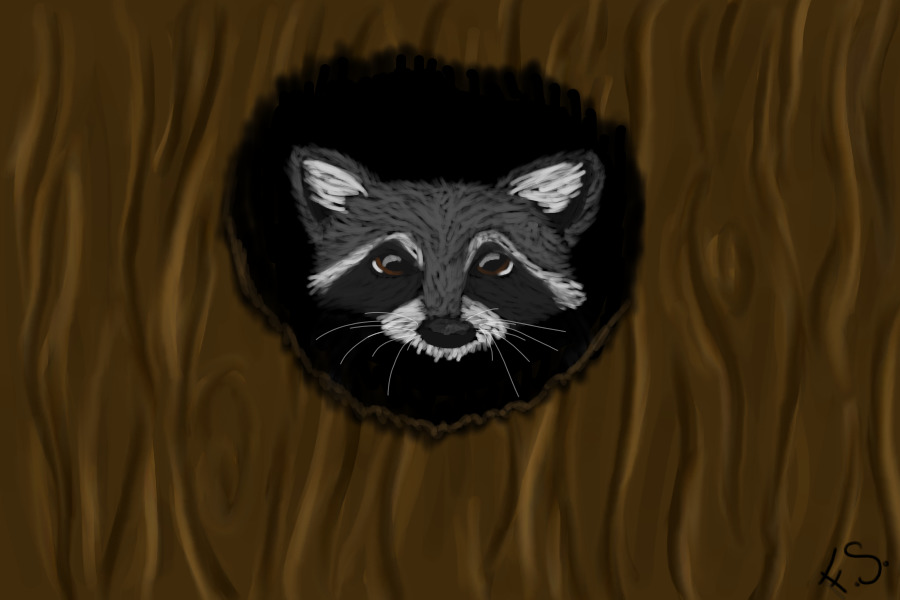 Raccoon Peek (Re-done WC)