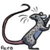 Leetle rat avatar