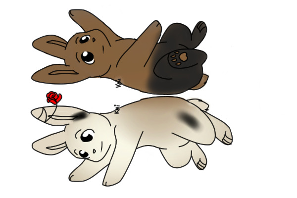 2 Rabbits