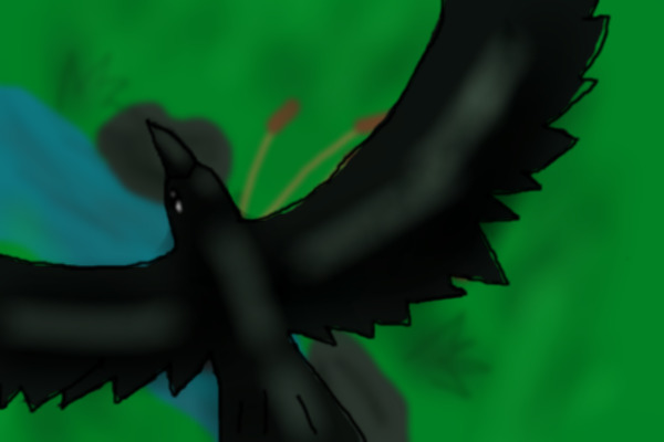 Black bird