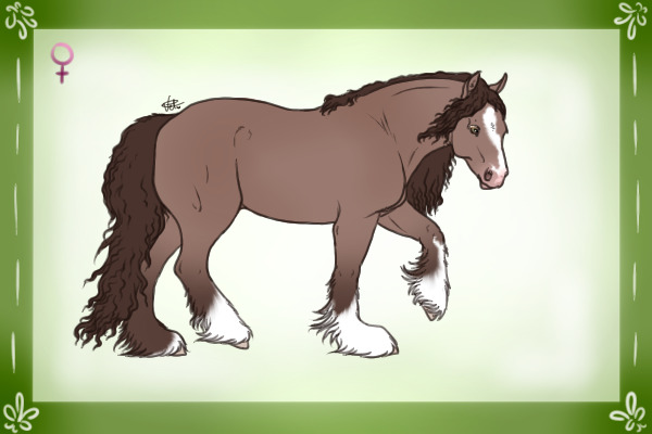 Classic Champagne Mare - "Gracey"