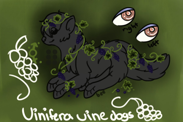 • Vinifera Vines • Hiring GAs •