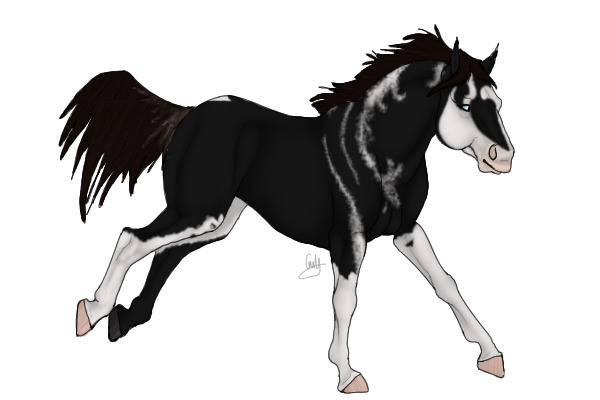 BHS: Black Quarter Horse x American Paint Stallion
