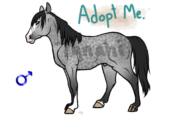 dapple grey stallion