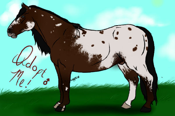 bay blanketed appaloosa | for adoption