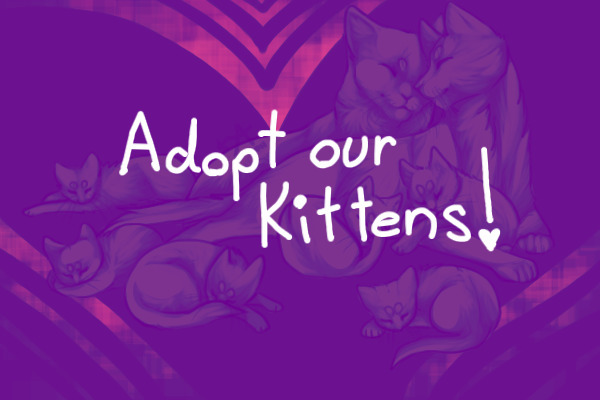 Adopt out kittens!