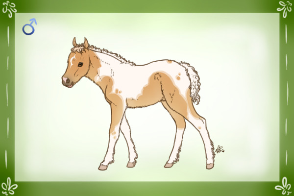 Palomino Tobiano Colt - "Sunshine"