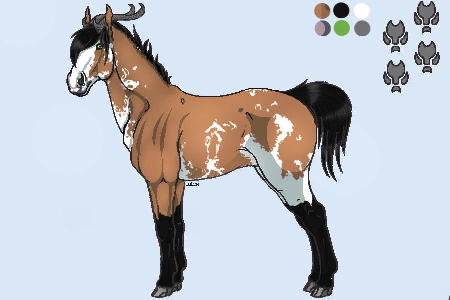 FAE - Bay Sabino/Tobiano - Aspyn's Custom
