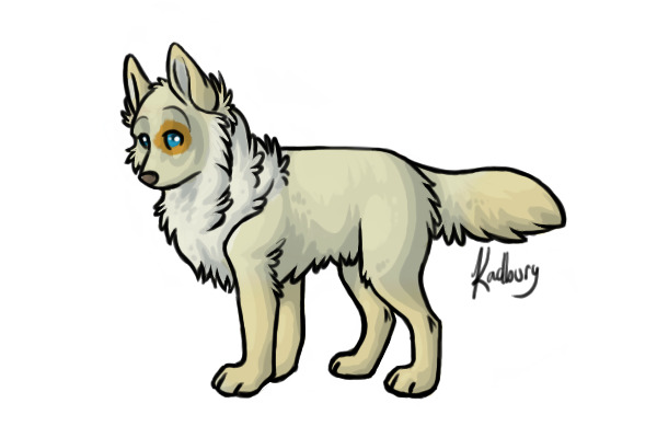 Wolfish Husky