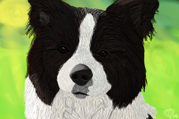 Border Collie- finished!