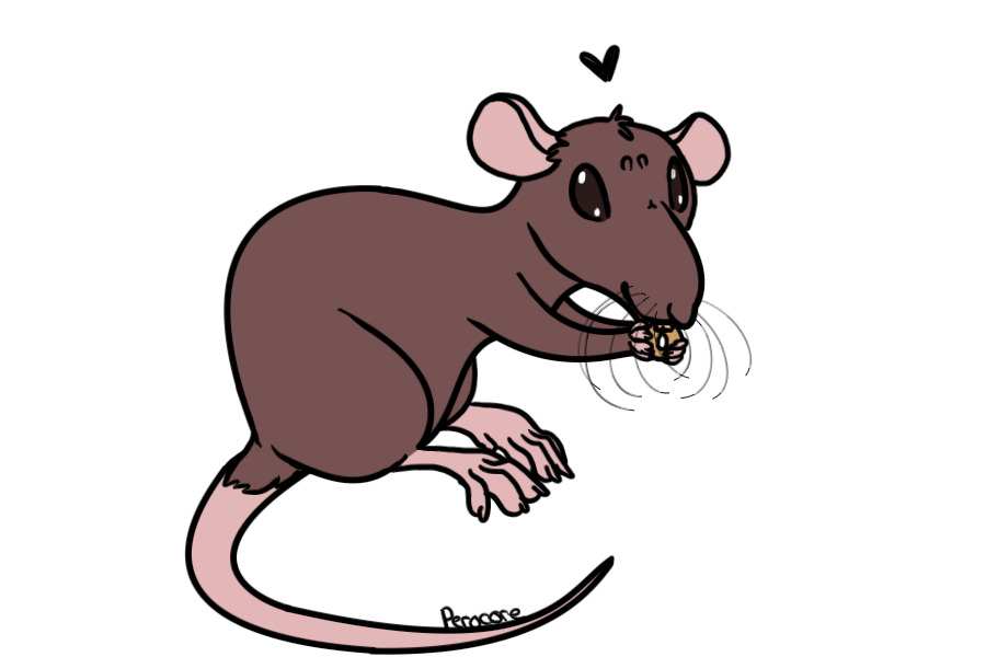 Rat Eating Cheerio Cartoon