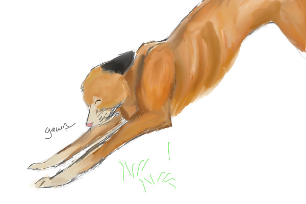 Yawning Fox