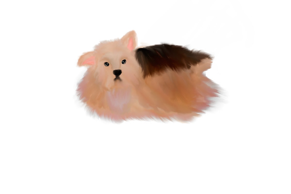 Fluffy Terrier Thing