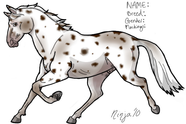 Knabstrup stallion!