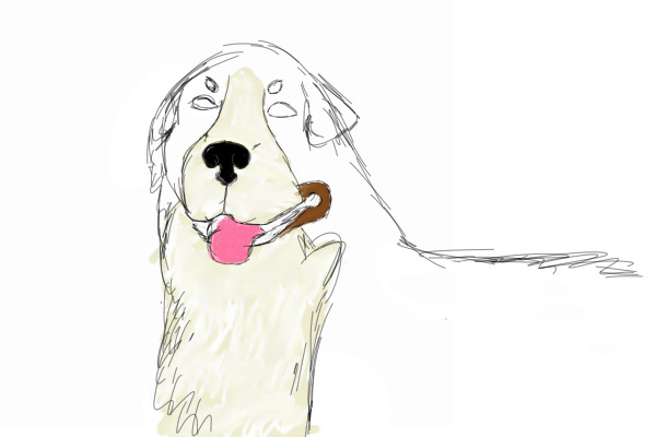 Bernese Mountain Dog -WIP-