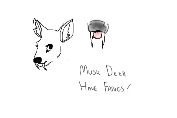 musk deer fangs