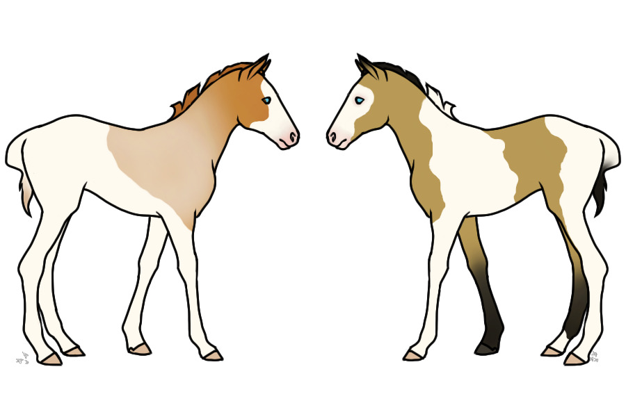 Coloured Foals by Chellerd