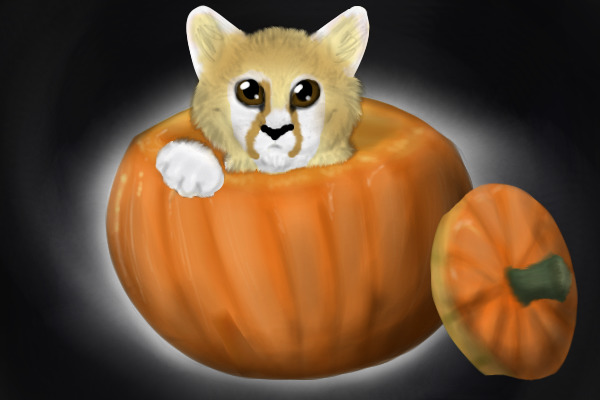 Fennec fox inspired pumpkin cat