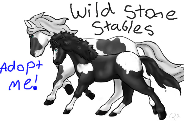 Wild Stone Stables CLOSED FOR NOW