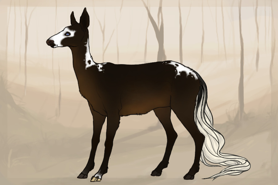 DOE 24- seal bay tobiano bald face halo tail