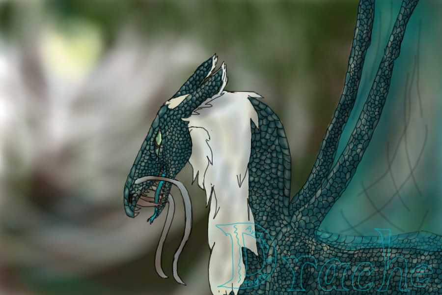 My dragon Drache