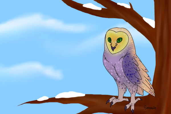 Super Colourful Owl?