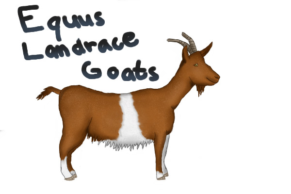 WIP ;|; Equus Landrace Goats ;|;