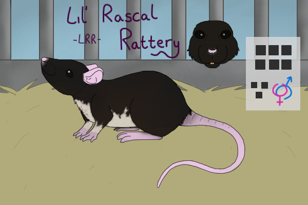 | LRR - Lil' Rascal Rattery |  WIP; Posting Welcome!