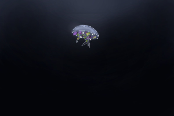 moonflower jellyfish