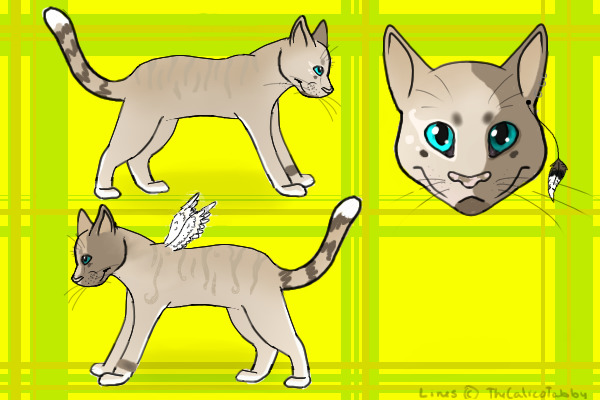 Cat Design