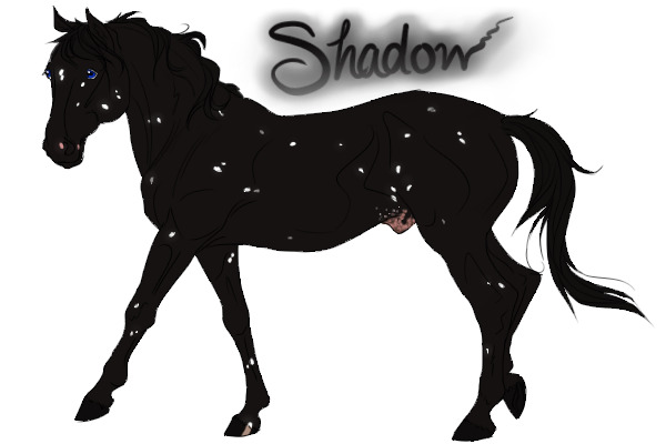 Custom MISWA: Black snowflake appaloosa stallion