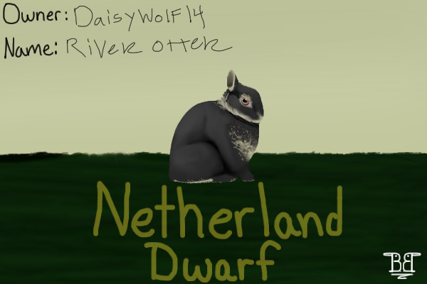 GSRA#16 Netherland dwarf- Black otter -Doe