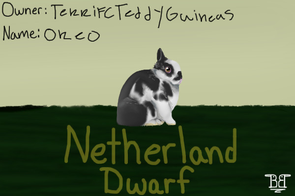 GSRA#17 Netherland Dwarf- Broken black- Buck
