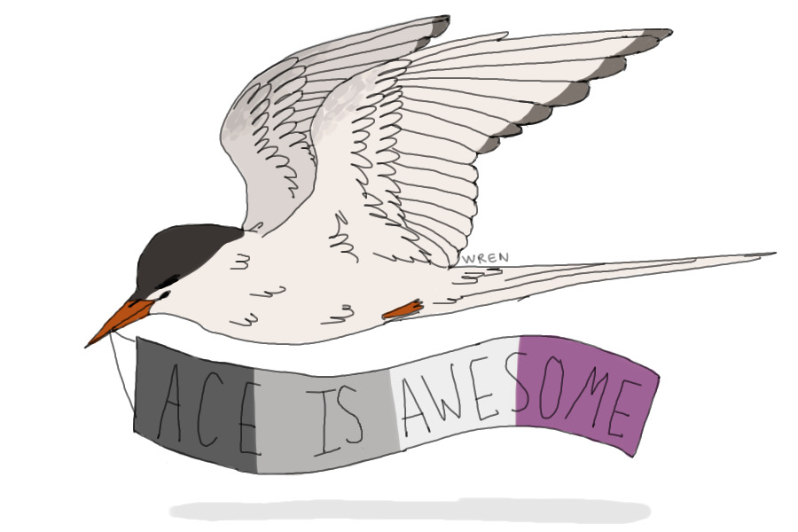 amber the asexual arctic tern