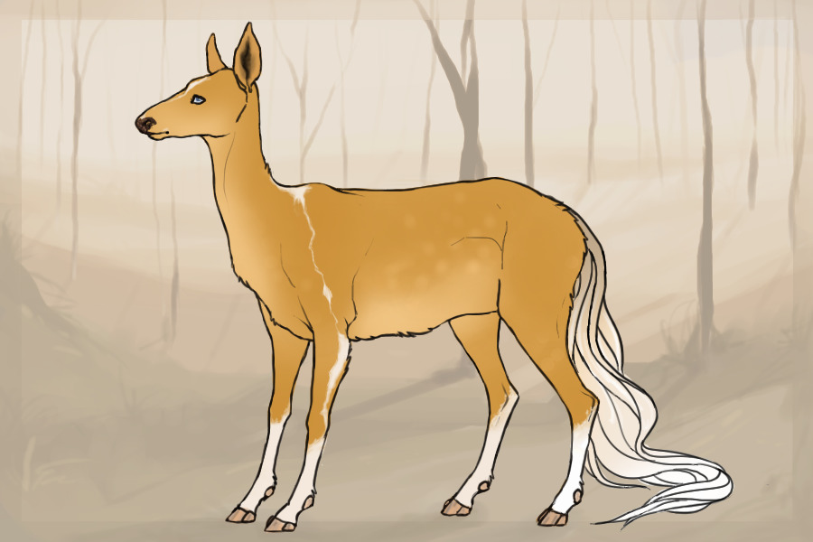 DOE 39- dapple palomino halo tail
