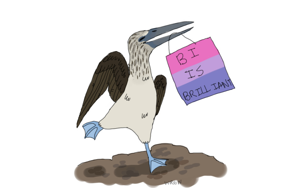 barbara the bi blue footed booby