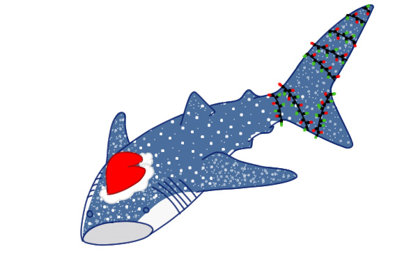 Christmas Whale Shark