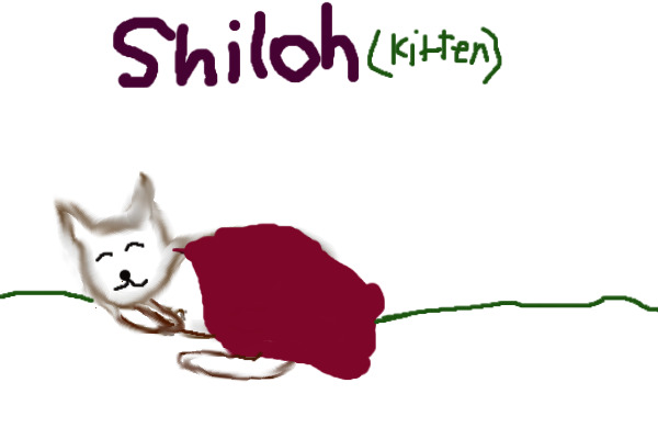 Shiloh for Adoption