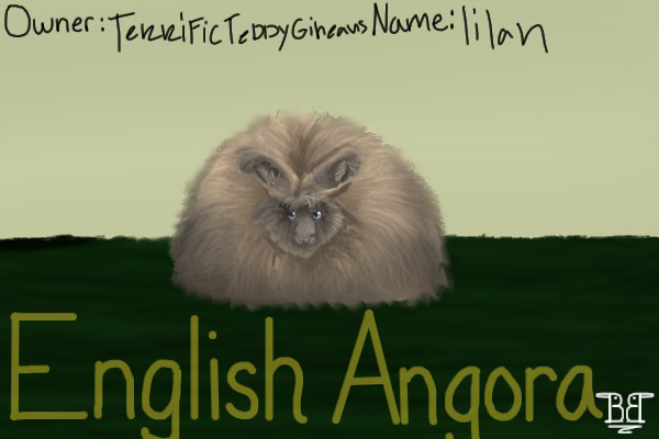 GSRA#4 English Angora-Lilac tort-doe