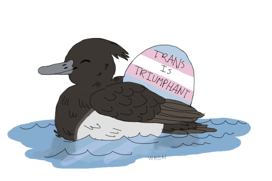 terry the trans tufted duck
