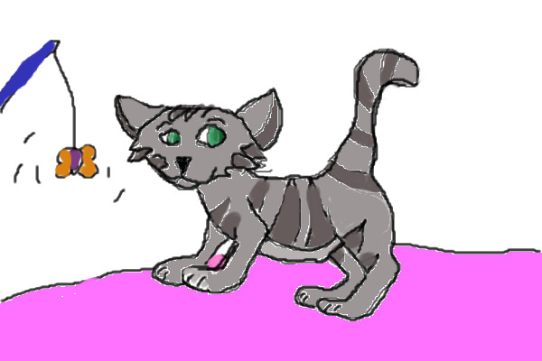 Gray Kitten Mischief