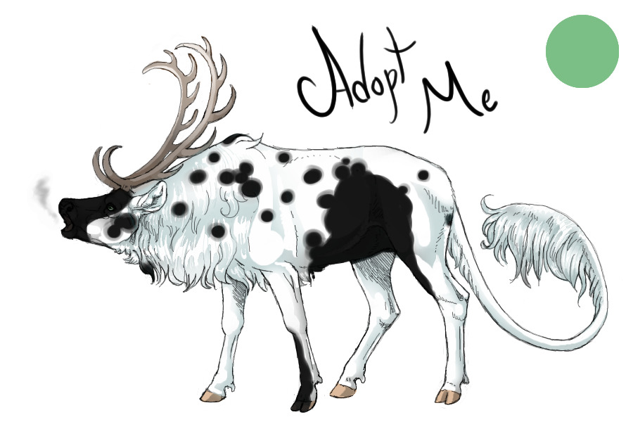 Cerkket: Black Pintaloosa w/ Badger Face