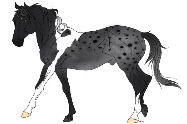 Foxtail horse #6 - Blue Roan Pintaloosa