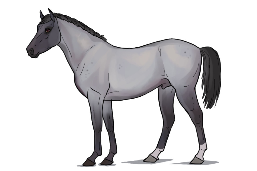 SH #00 Test gelding