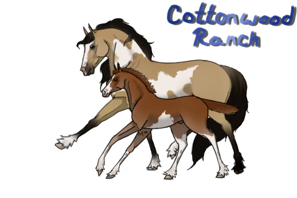 Cottonwood Wild Horse Ranch Adoptables