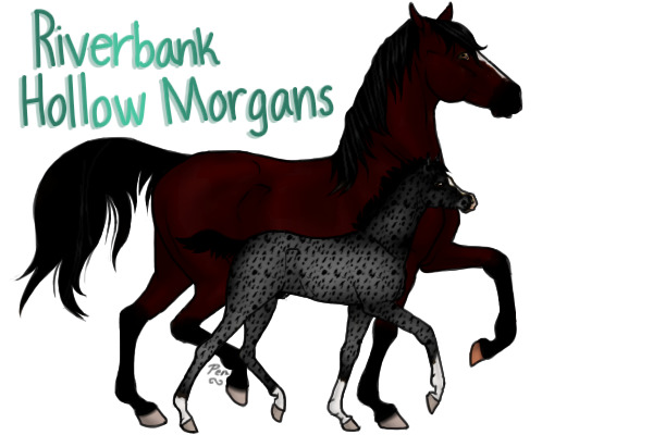 Riverbank Hollow Morgans