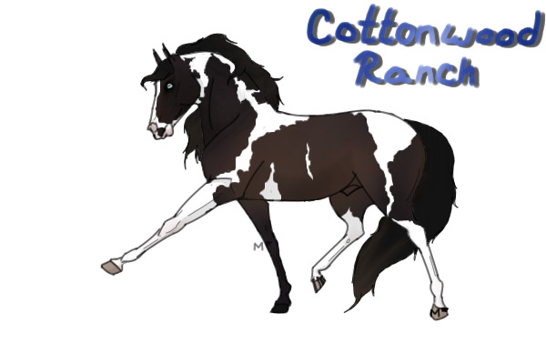 CWHR: minimal splash smoky black tobiano stallion