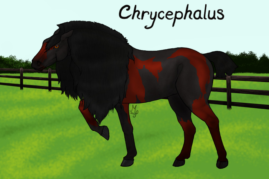 Chrycephalus Horse Adopts