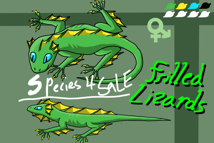 Frilled Lizards- Species 4 Sale