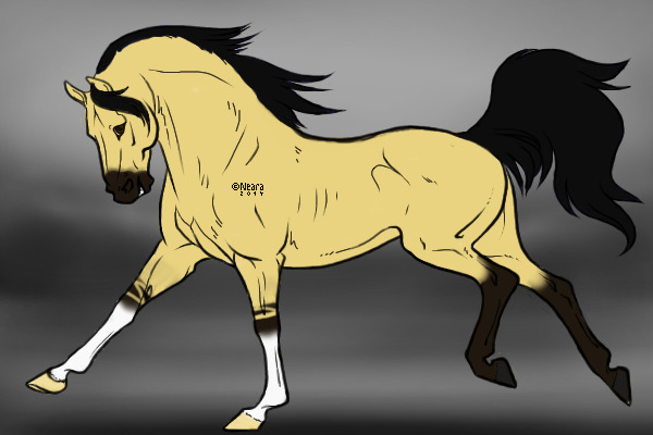 BHA#13 Dun Quater Horse